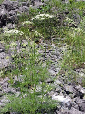 Imperatoria austriaca Imperatoria austriaca