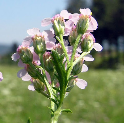 Achillea roseoalba