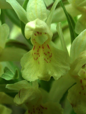 Dactylorhiza sambucina,
Elder Flowered Orchid,
Orchide sambucina