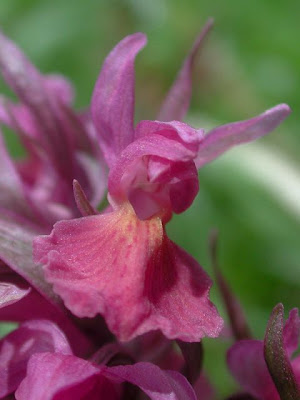 Dactylorhiza sambucina,
Elder Flowered Orchid,
Orchide sambucina