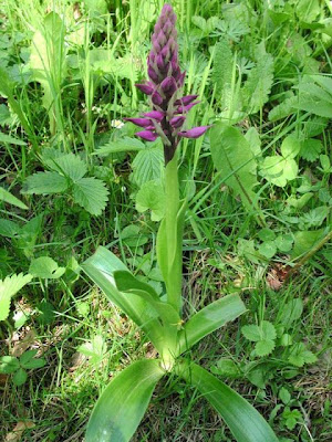 Early purple orchid