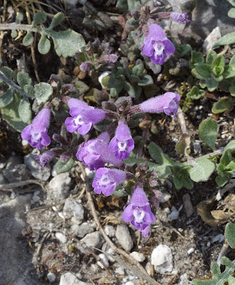 Acinos alpinus (L.) Moench
