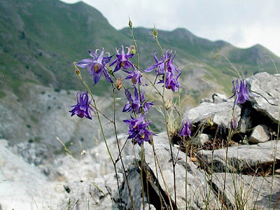 Aquilegia bertolonii Schott