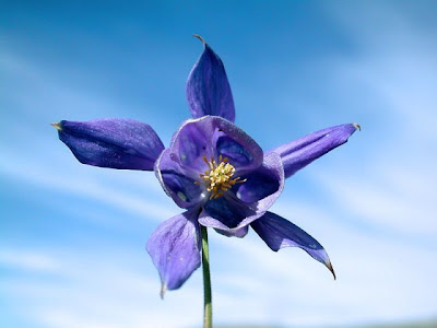 Aquilegia bertolonii Schott
