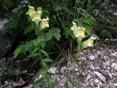 Bocca di leone gialla