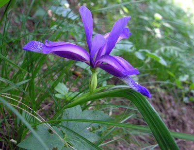 Iris graminea L.