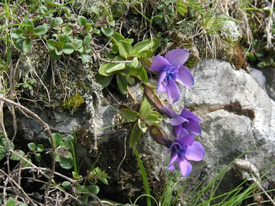 Genziana a foglie brevi