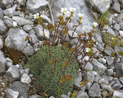 Blue Saxifrage Blue Saxifrage