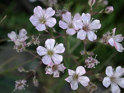 Creeping baby's-breath Creeping baby's-breath
