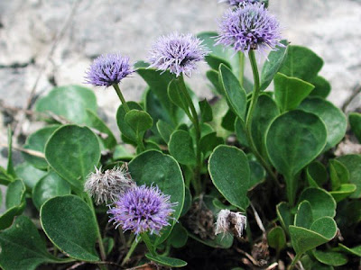 Apennine Globularia Apennine Globularia
