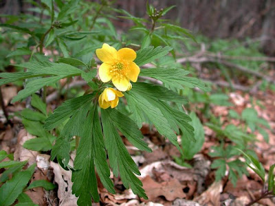 Anemonoides ranunculoides (L.) Holub