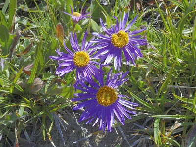 Aster alpinus,
alpine aster,
Astro alpino,
Blue Alpine Daisy,
Vierhapper's aster