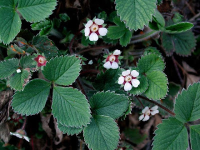 Fragola secca
