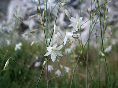 Lilioasfodelo minore Lilioasfodelo minore