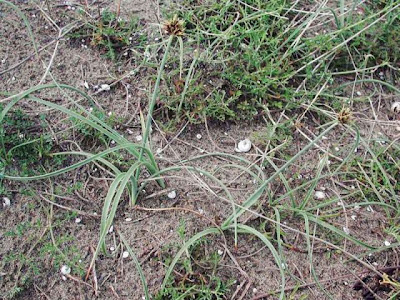 Cyperus capitatus Vand.