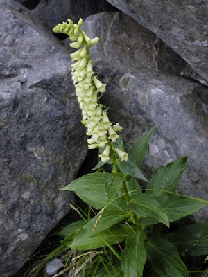 Yellow Perennial Foxglove