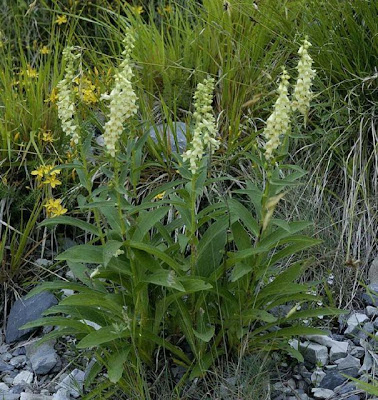 Yellow Perennial Foxglove