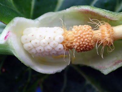 Arum italicum Miller