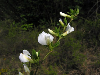 Citiso purpureo
