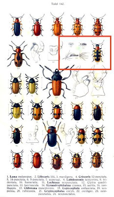 Asparagus beetle Asparagus beetle