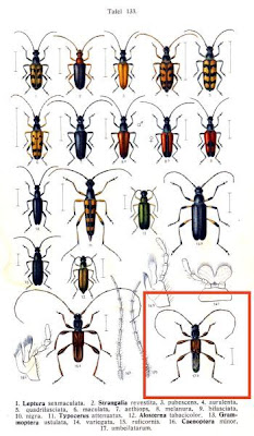 Caenoptera umbellatarum
