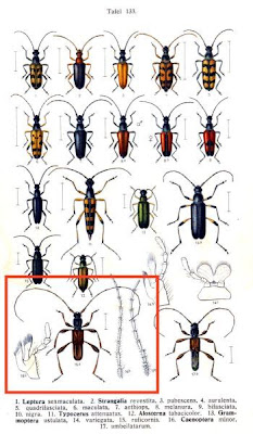 Caenoptera minor