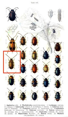 Galerucella viburni