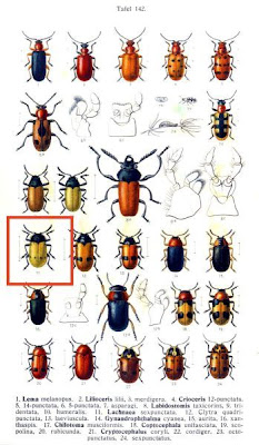 Lachnaea sexpunctata