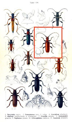 Obrium cantharinum