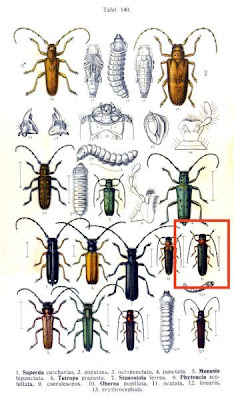 Oberea oculata