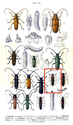Oberea pupillata