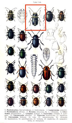 Pachybrachys fimbriolatus