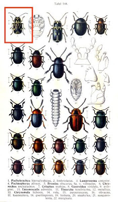 Pachybrachys hieroglyphicus