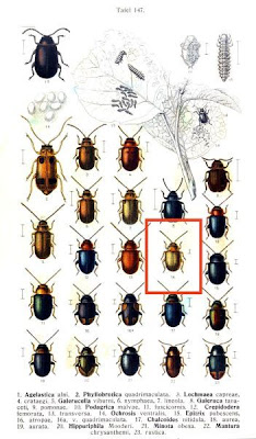 Ochrosis ventralis