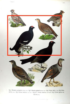 Black Grouse Black Grouse