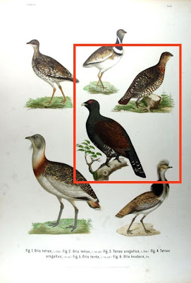 Western Capercaillie Western Capercaillie