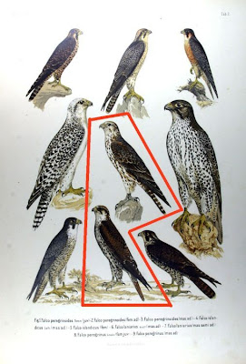Falco laniarius