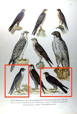 Falco peregrinus,
Falco pellegrino,
Falc&atilde;o-peregrino,
Faucon p&egrave;lerin,
faucon p&eacute;lerin,
faucon p&Uacute;lerin,
Halc�n peregrino,
Halc&oacute;n peregrino,
Peregrine Falcon,
Wanderfalke