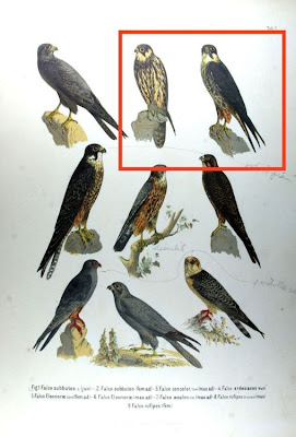 Faucon hobereau
