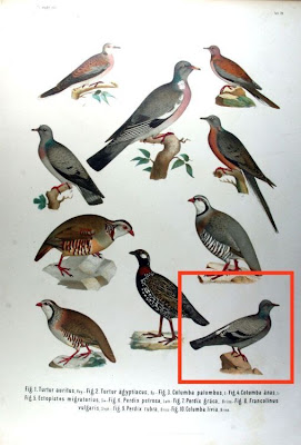 Common Pigeon Common Pigeon
