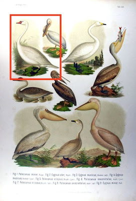 Cygne tuburculÚ Cygne tuburculÚ