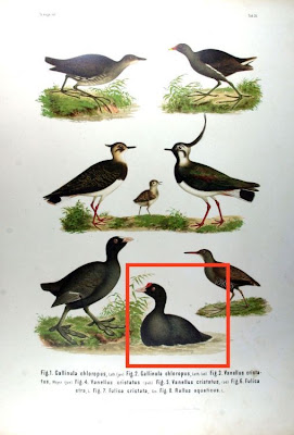 Galeirão-de-crista Galeirão-de-crista