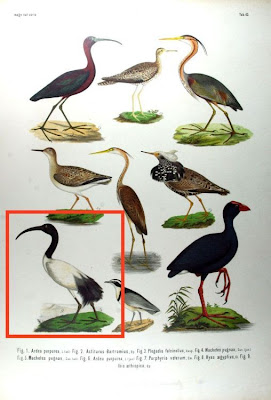 Ibis aethiopica