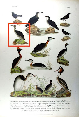 Eared Grebe