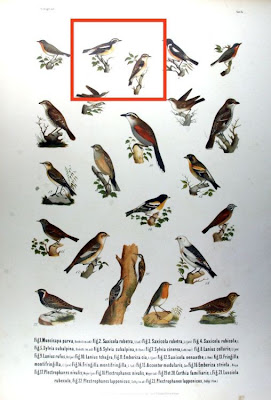 Braunkehlchen Braunkehlchen