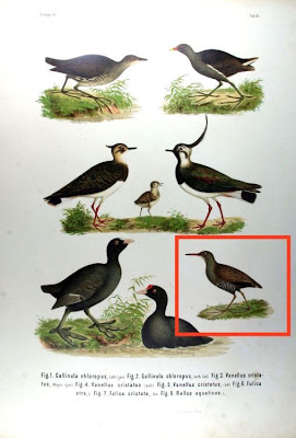 Rallus aquaticus,
Frango-d'&aacute;gua,
Porciglione comune,
Rasc&oacute;n Europeo,
R&acirc;le d'eau,
Wasserralle,
Water Rail