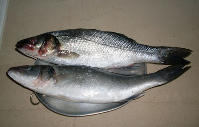 European seabass