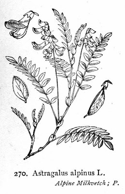 Alpine milk-vetch Alpine milk-vetch