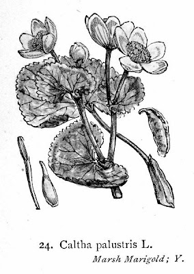 Caltha palustris L.