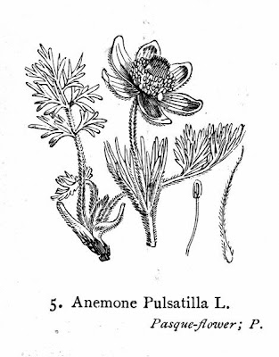 European pasqueflower European pasqueflower